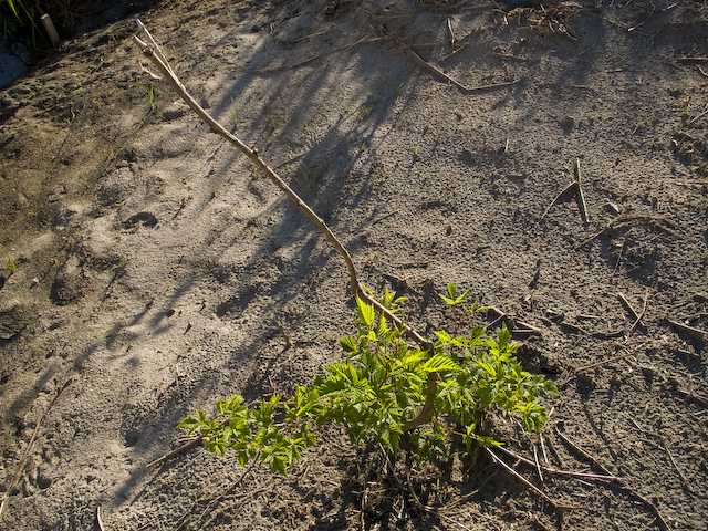 getting a root-hold in the sand beside Patterson Creek